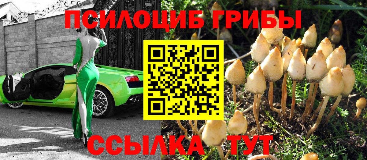 Галлюциногенные грибы Psilocybine cubensis  Вход с VPN  Кинель  цены   Галлюциногенные грибы GOLDEN TEACHER 